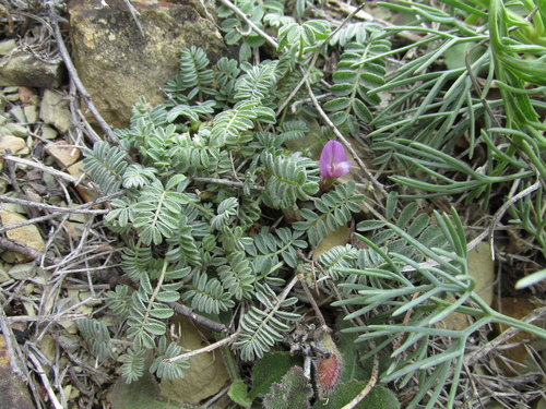 Astragalus humifusus