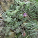 Astragalus humifusus - Photo (c) Наталья Гамова, some rights reserved (CC BY-NC), uploaded by Наталья Гамова