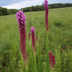 Liatris pycnostachya