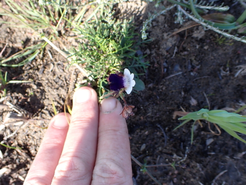 Image of Nemesia barbata by (c) Eugene Hahndiek, some rights reserved (CC BY-SA)