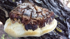 Phellinus everhartii