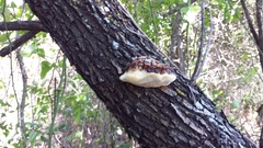 Phellinus everhartii