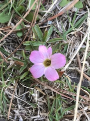 Oxalis ciliaris