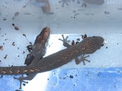 Christinus marmoratus