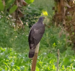 Hierococcyx sparverioides