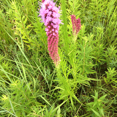 Liatris pycnostachya