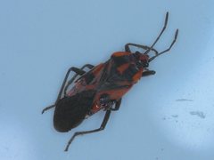 Spilostethus pacificus