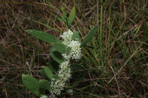 Image of Hakea florulenta by (c) Greg Tasney, some rights reserved (CC BY-SA)