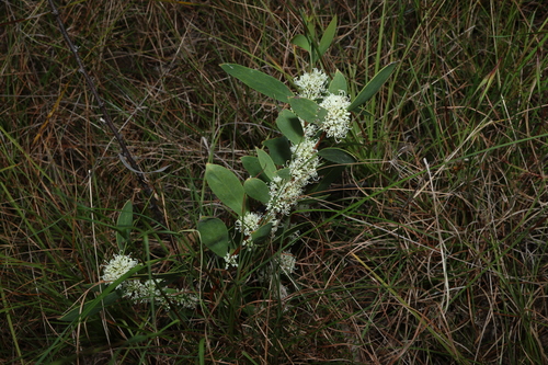 Image of Hakea florulenta by (c) Greg Tasney, some rights reserved (CC BY-SA)