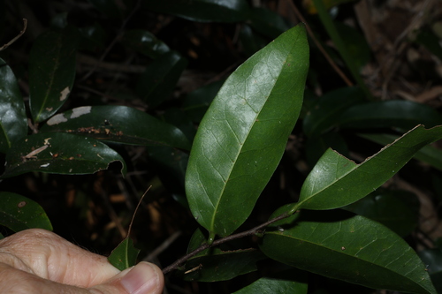 Image of Huberantha nitidissima by (c) Greg Tasney, some rights reserved (CC BY-SA)