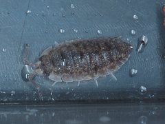 Porcellio scaber