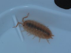 Porcellio scaber