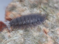Porcellio scaber