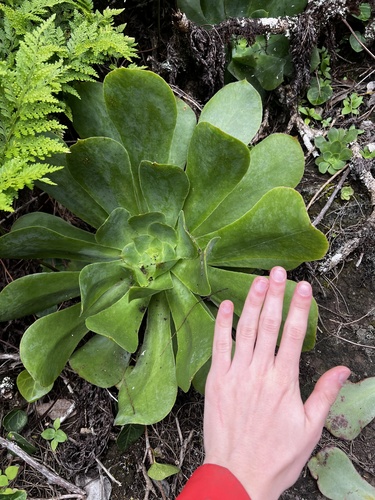 Aeonium cuneatum