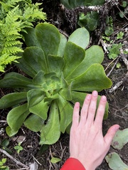 Aeonium cuneatum