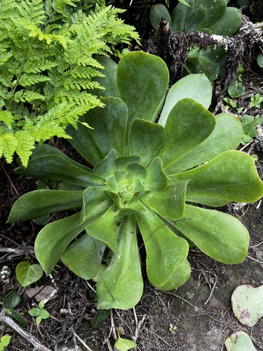 Image of Aeonium cuneatum by (c) Alex Stuart, some rights reserved (CC BY)