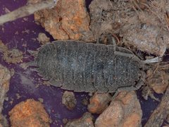 Porcellio scaber