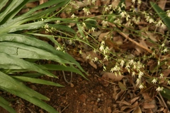 Melasphaerula graminea