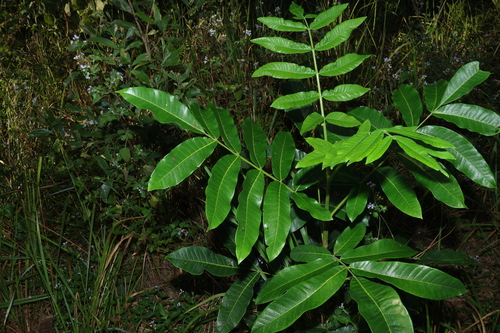 Image of Flindersia schottiana by (c) Greg Tasney, some rights reserved (CC BY-SA)
