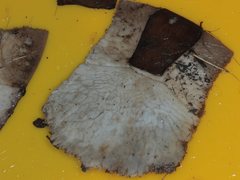 Chelodina longicollis