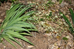 Melasphaerula graminea