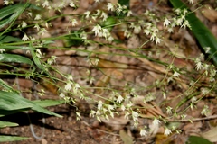 Melasphaerula graminea