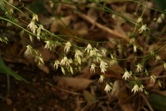 Melasphaerula graminea