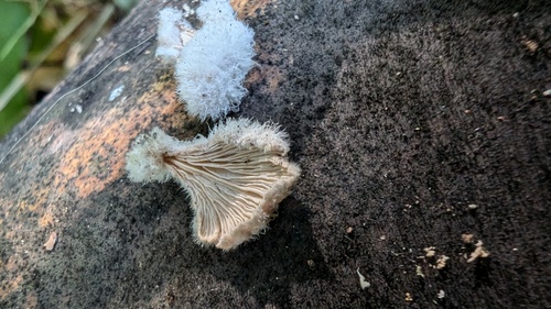 Schizophyllum commune