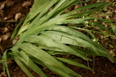 Melasphaerula graminea