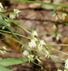 Melasphaerula graminea