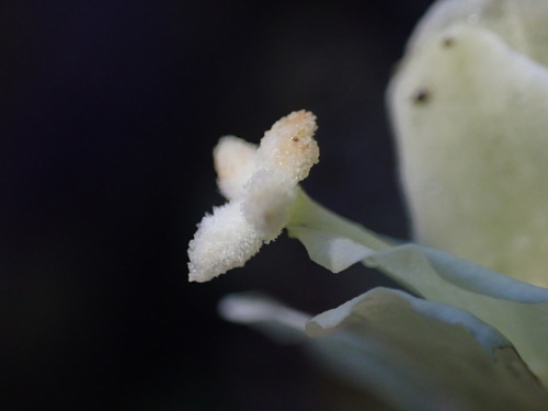 Image of Epilobium luteum by (c) elik03, some rights reserved (CC BY)