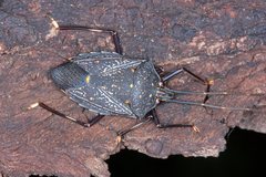 Poecilometis australasiae