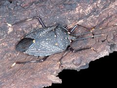 Poecilometis australasiae