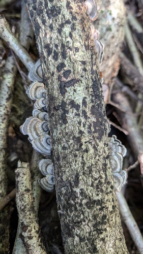 Trametes versicolor