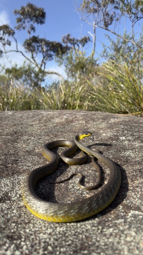 Common Tree Snake sighting