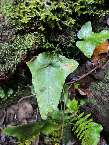 Image of Asplenium hemionitis by (c) Alex Stuart, some rights reserved (CC BY)