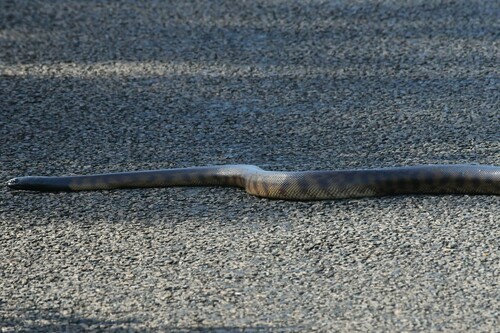 Black-headed Python sighting