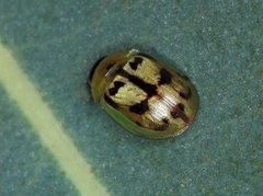 Peltoschema hamadryas