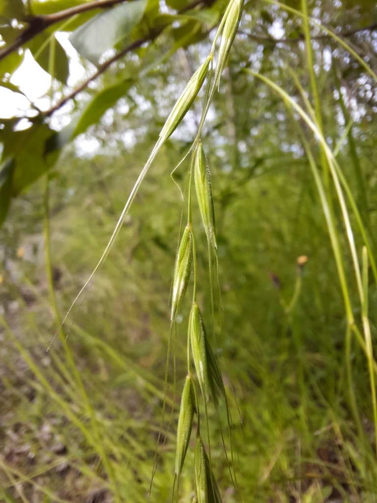 Siberian Wild Rye from Кабанский р-н, Респ. Бурятия, Россия on July 13 ...