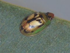 Peltoschema hamadryas