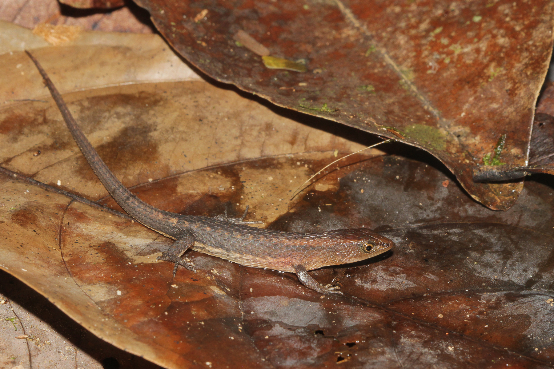 Alopoglossus angulatus (Linnaeus, 1758)