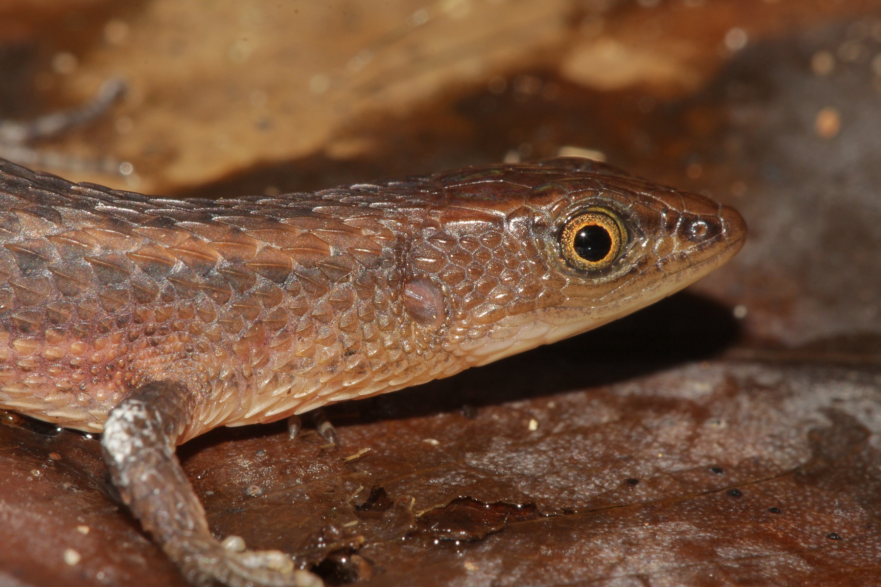 Alopoglossus angulatus (Linnaeus, 1758)