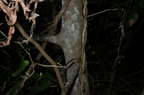Image of Celtis paniculata by (c) Greg Tasney, some rights reserved (CC BY-SA)