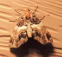 Cutina distincta