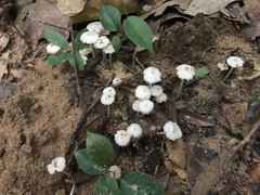 Termitomyces microcarpus