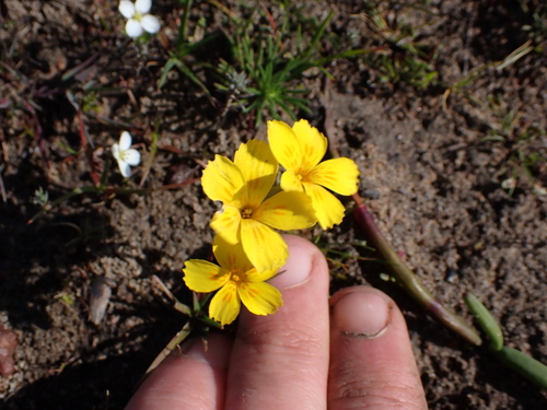 Image of Sebaea solaris by (c) Eugene Hahndiek, some rights reserved (CC BY-SA)