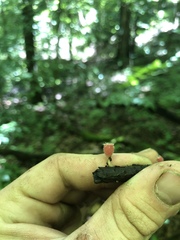 Microstoma floccosum