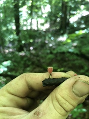 Microstoma floccosum