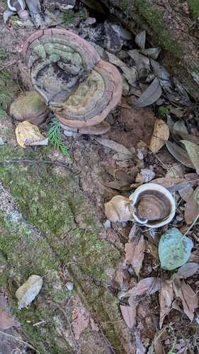 Ganoderma applanatum