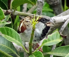 Passer domesticus